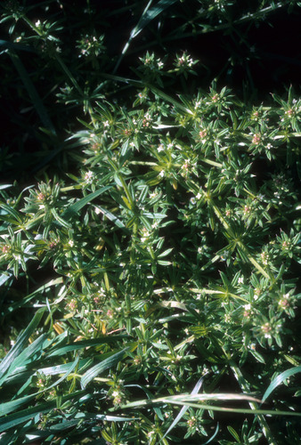 Bedstraw