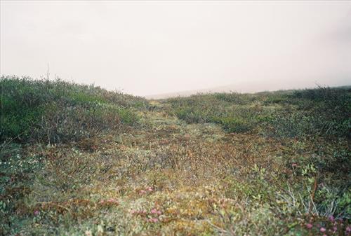 6 Gates of the Arctic National Park and Preserve Itkillik Birds Survey June 2006