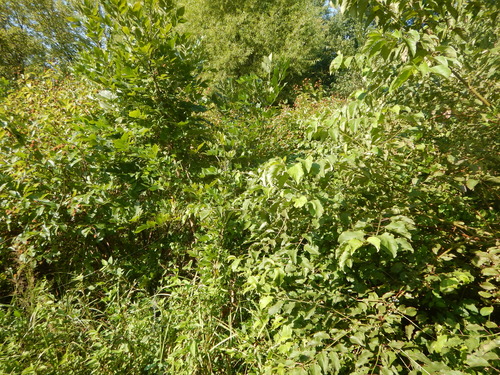 GRSM Accuracy Assessment. Plot Code: GRSM_AA_0463_5