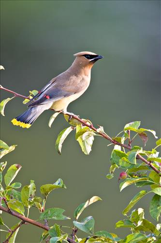 Cedar waxwing in Cuyahoga Valley National Park