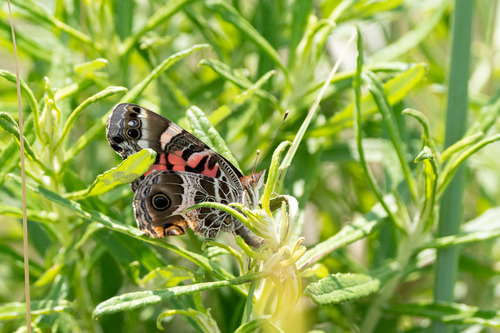 A close up of a small butterfly with patterned brown, white and pink wings perches on a green leafy plant.