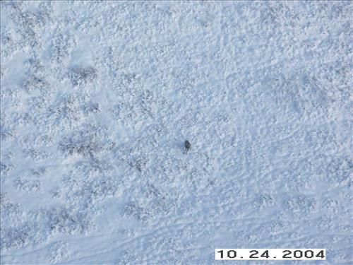 10 Gates of the Arctic National Park and Preserve Koyukuk Moose Survey 2004