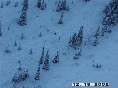 Wolf radio tracking, Denali, 2003/2003