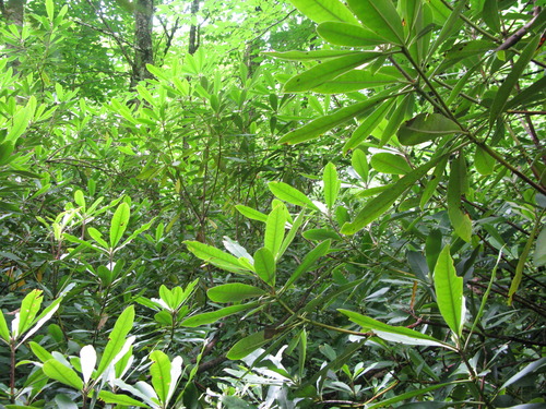 Plot Code: GRSM_AA_0552_4