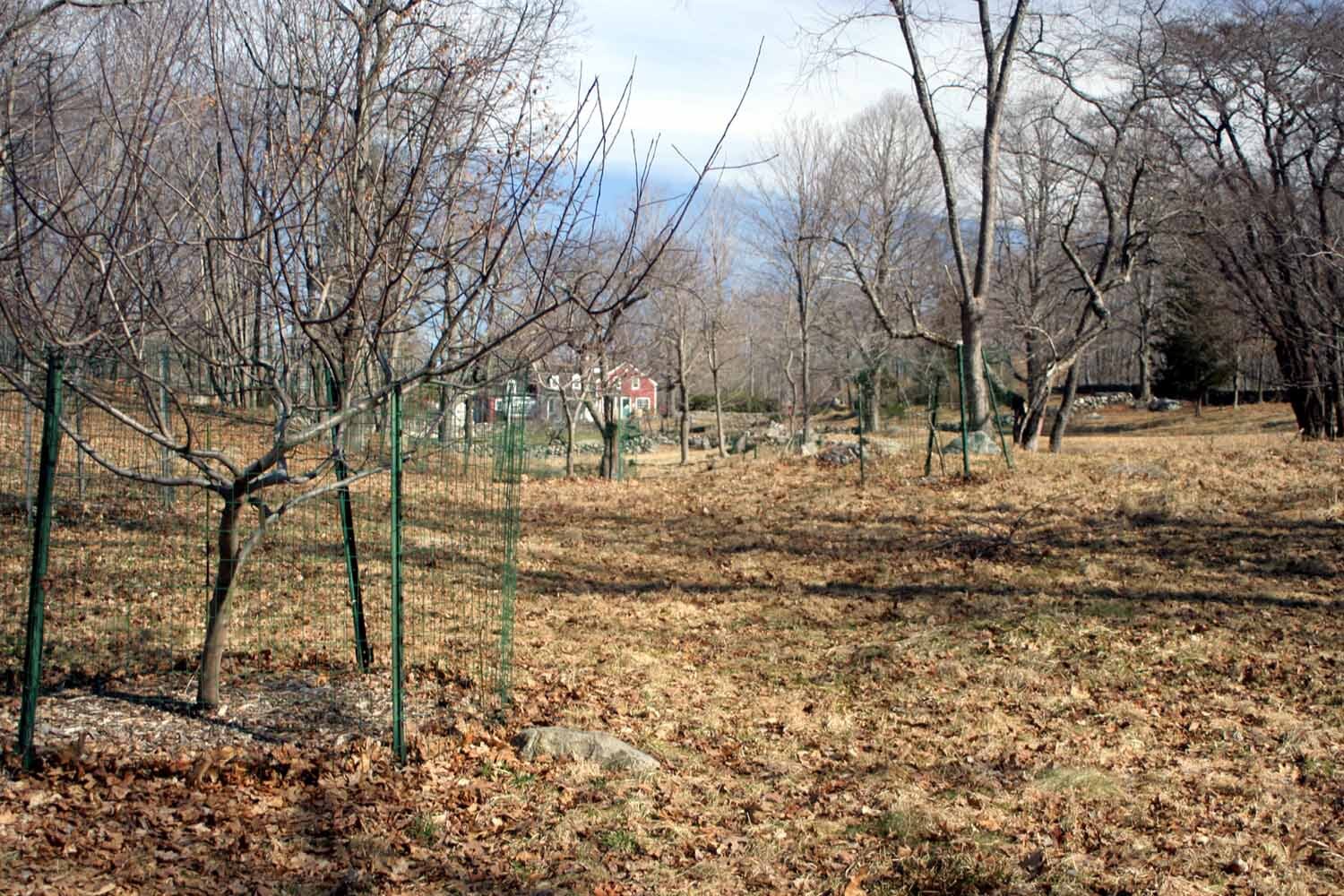 A cluster of leafless fruit tree grow in an open agricultural area. Their trunks are surrounded by protective fence and a house, stone walls, and wooded areas are visible in the background.