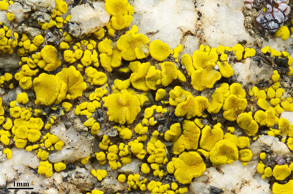 Candelariella aurella