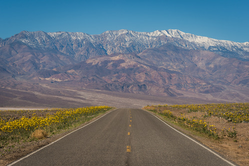 Wildflowers line a road.