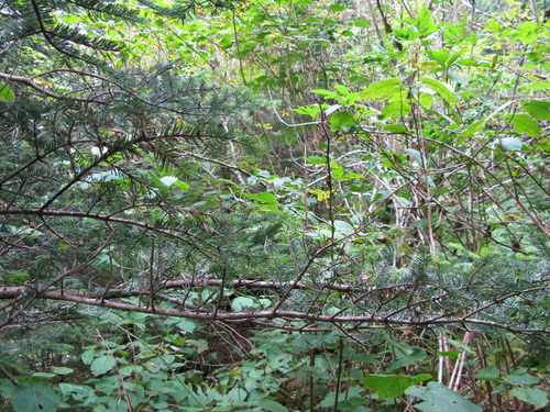 GRSM Accuracy Assessment. Plot Code: GRSM_AA_0274_4