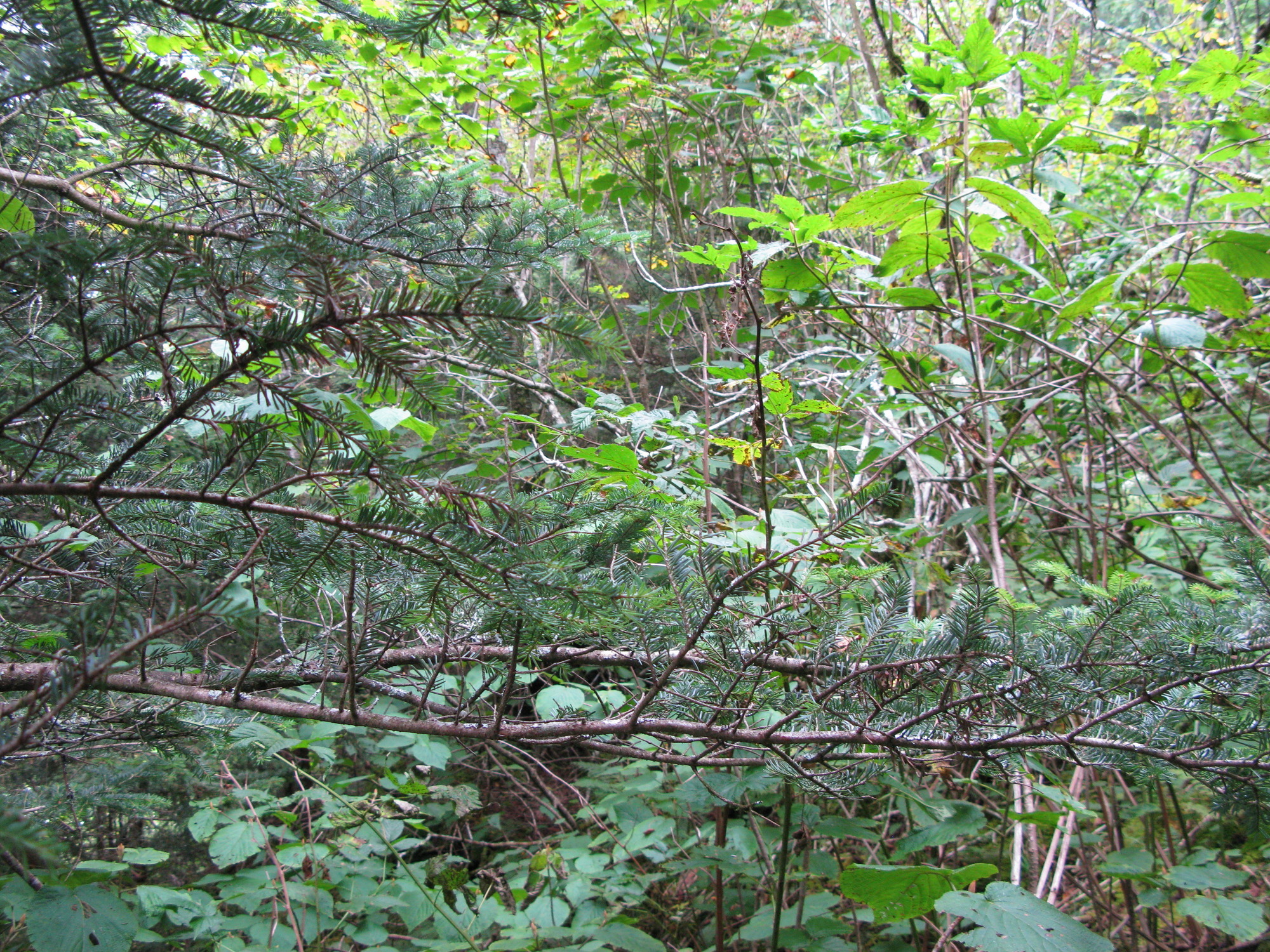 GRSM Accuracy Assessment. Plot Code: GRSM_AA_0274_4