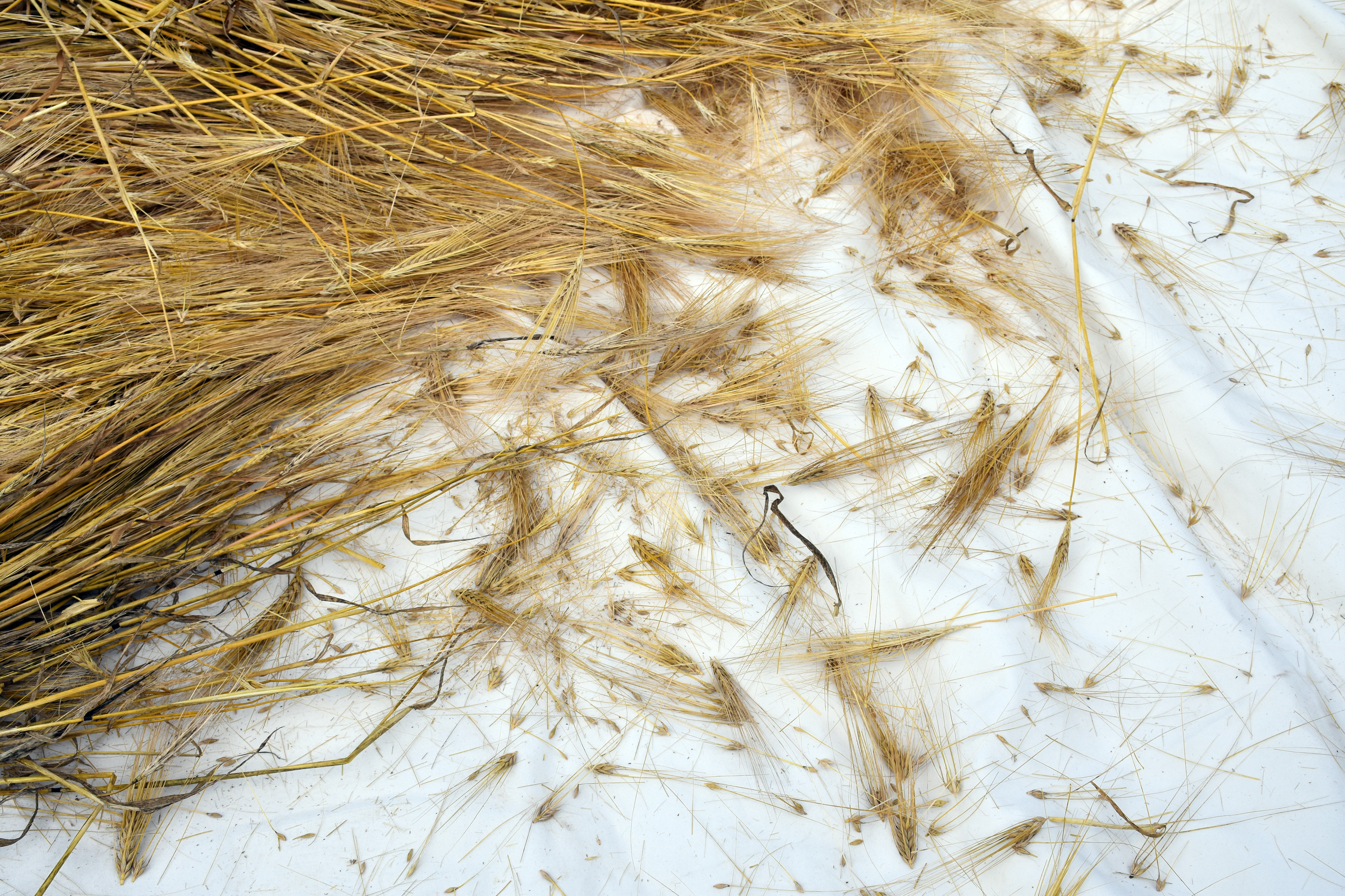 Barley stalks and grain on a white cloth.