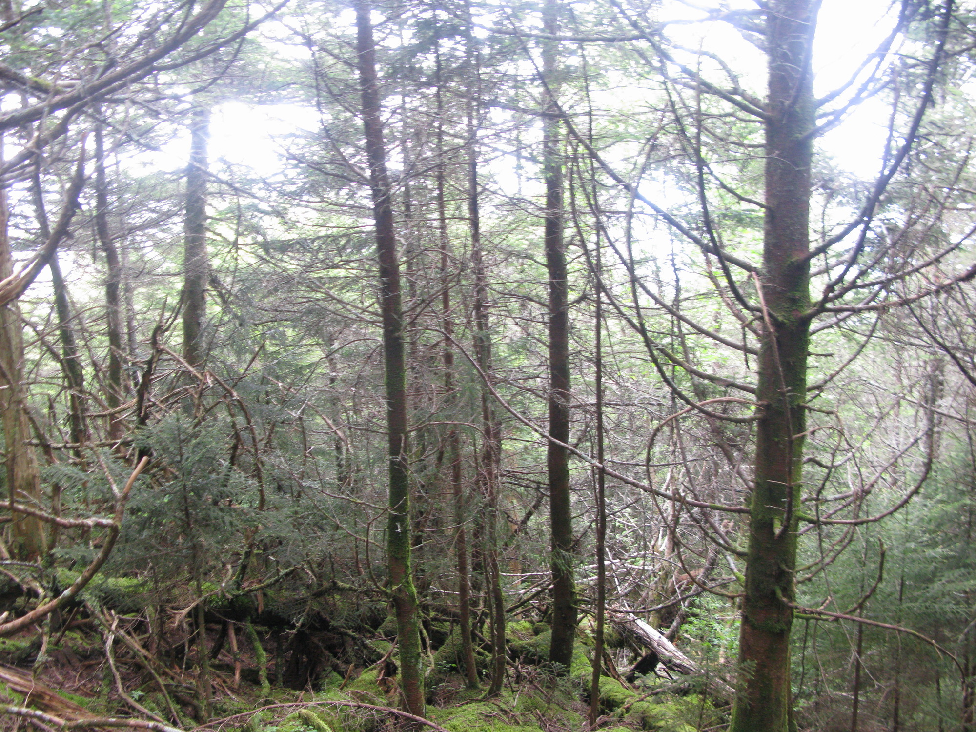 GRSM Accuracy Assessment. Plot Code: GRSM_AA_0592_6