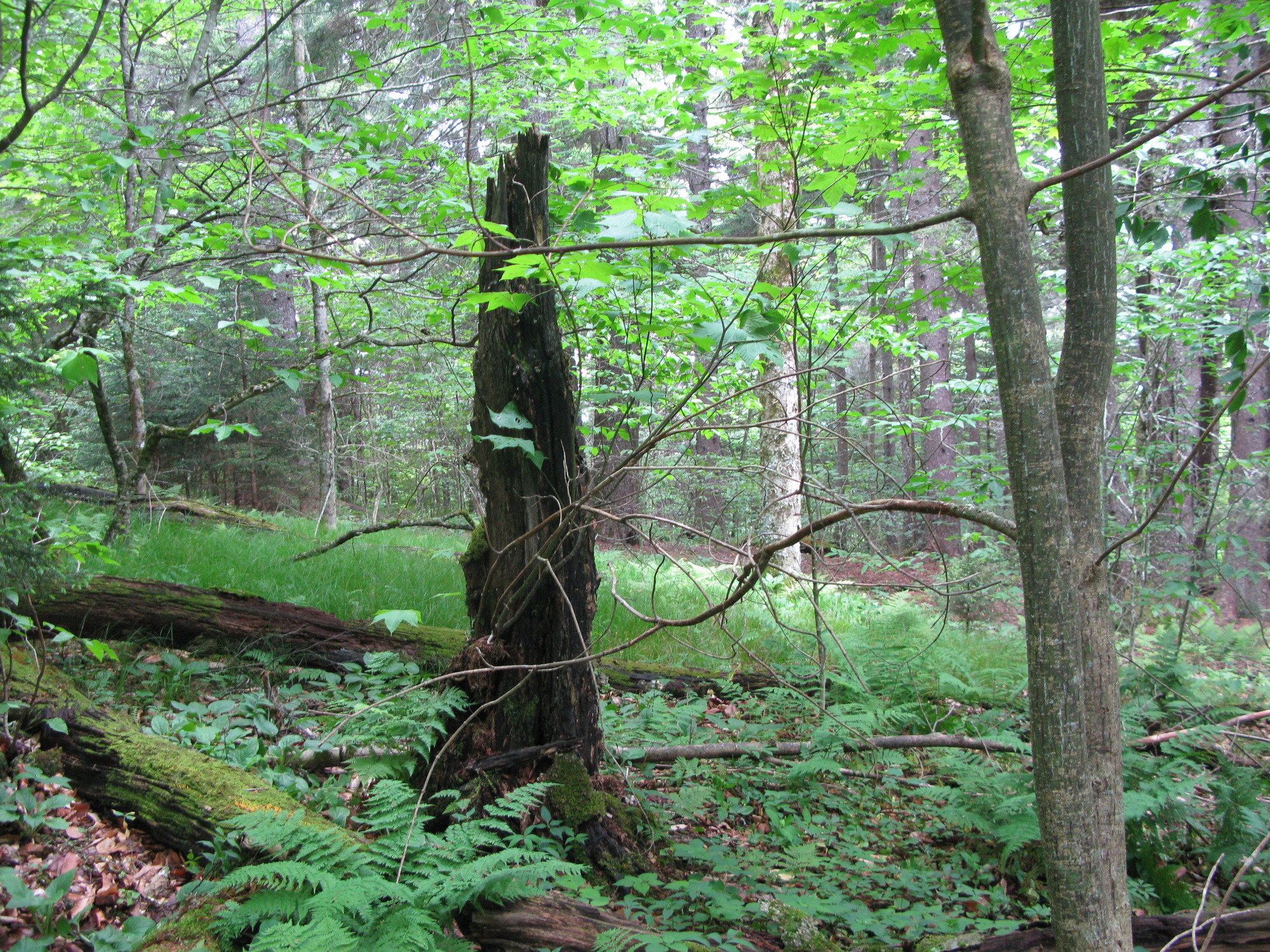 GRSM Accuracy Assessment. Plot Code: GRSM_AA_0153_3