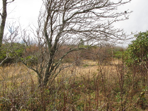 GRSM Accuracy Assessment. Plot Code: GRSM_AA_0005_5