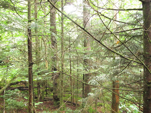 GRSM Accuracy Assessment. Plot Code: GRSM_AA_0280_5