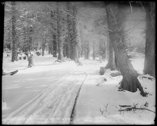 Forest trail with a thick blanket of snow covering trees and ground.