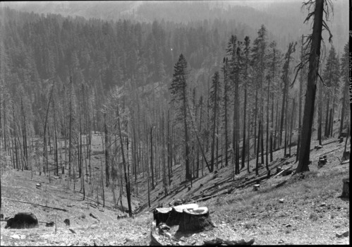 Yosemite Lumber Co. - Unmerchantable Fir timber left standing but later killed by fire burning in slashing left on cutover area.