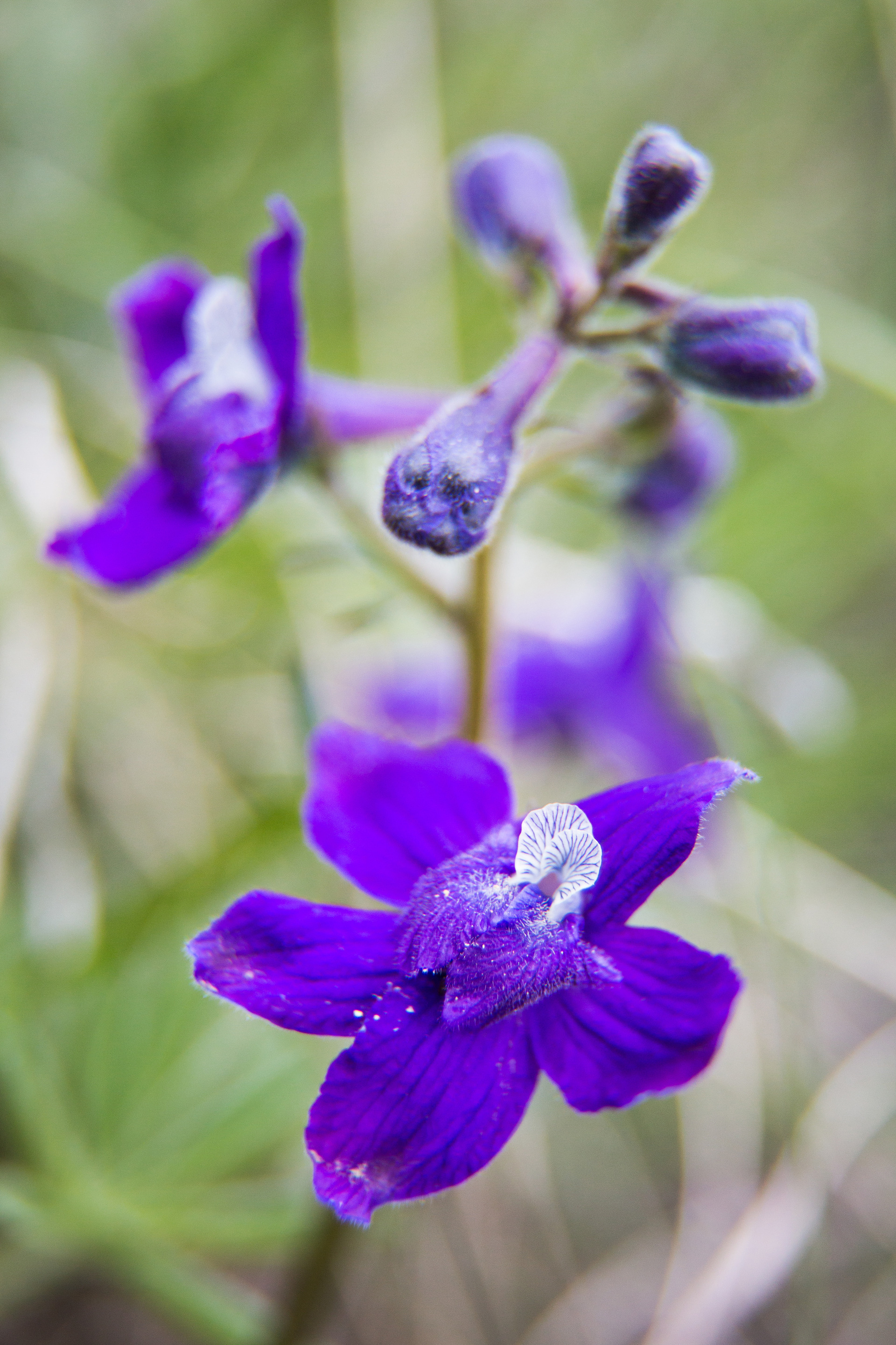 Purple flowers