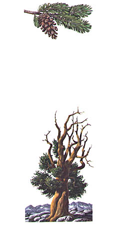 Foxtail pine tree with needle and cone detail. Conifer grows at the 9,500-11,500 foot elevations and is subjected to harsh winds and extreme environmental conditions as represented by its 75' height and myriad bare branches.