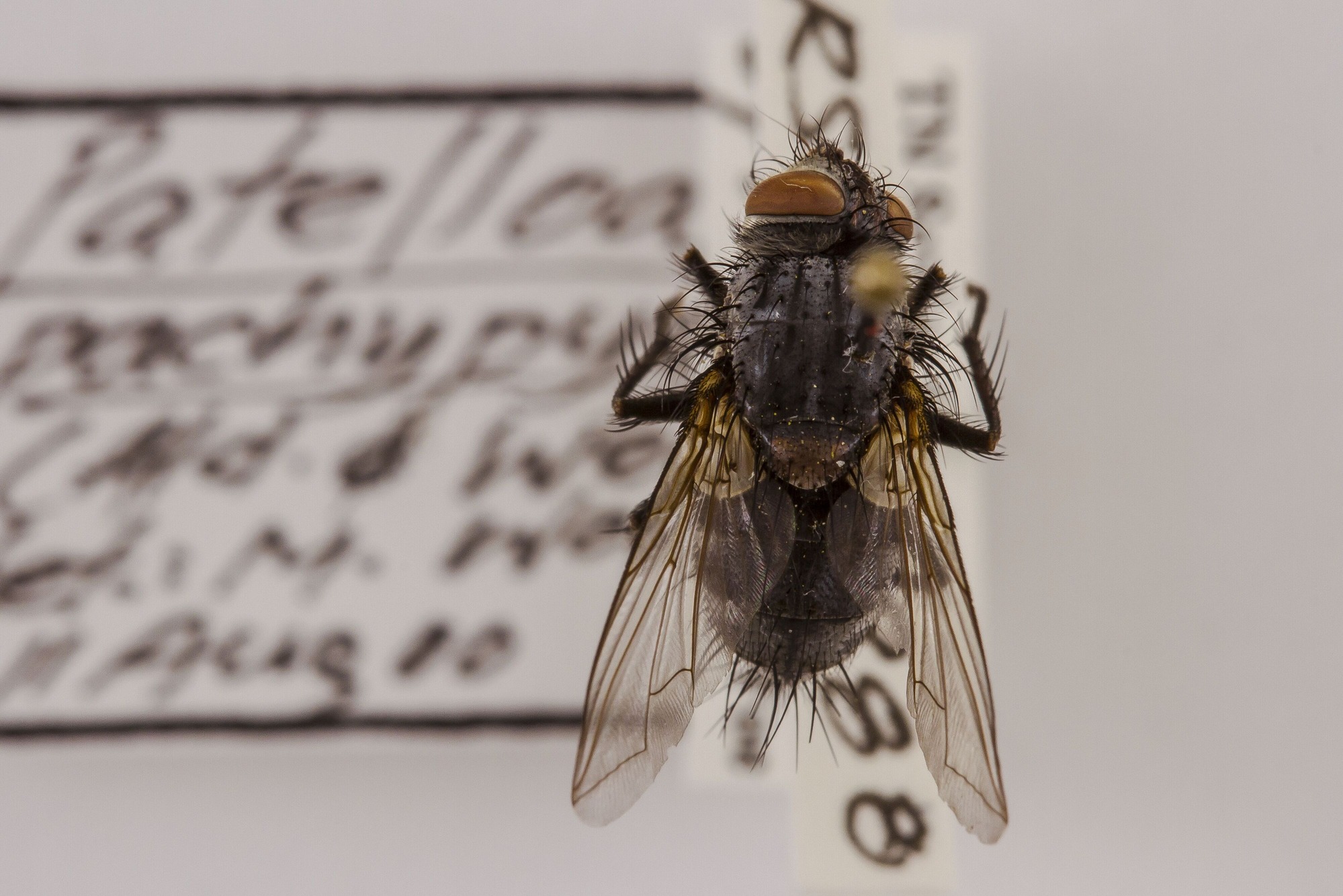 Image of Patelloa pachypyga, a species of Animalia