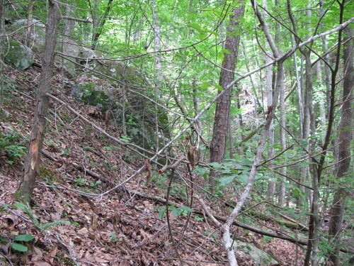 GRSM Accuracy Assessment. Plot Code: GRSM_AA_0099_2