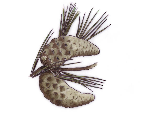 detail of a Jack pine needles and cones