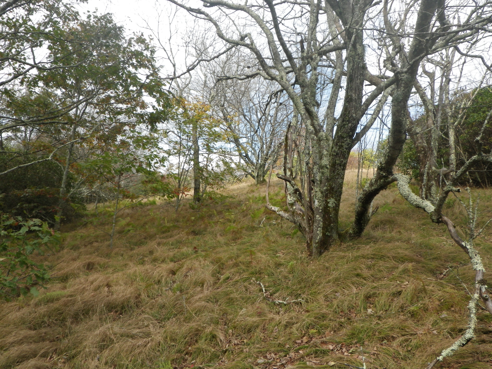 GRSM Accuracy Assessment. Plot Code: GRSM_AA_0186_2