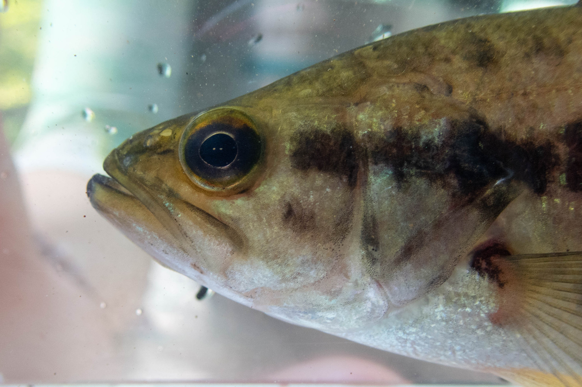 Micropterus salmoides (largemouth bass) - mouth and eye, juvenile
