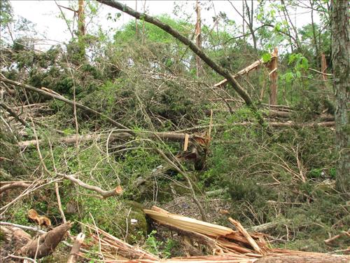 Photos taken in the aftermath of April 10, 2009, tornado at Stones River National Battlefield