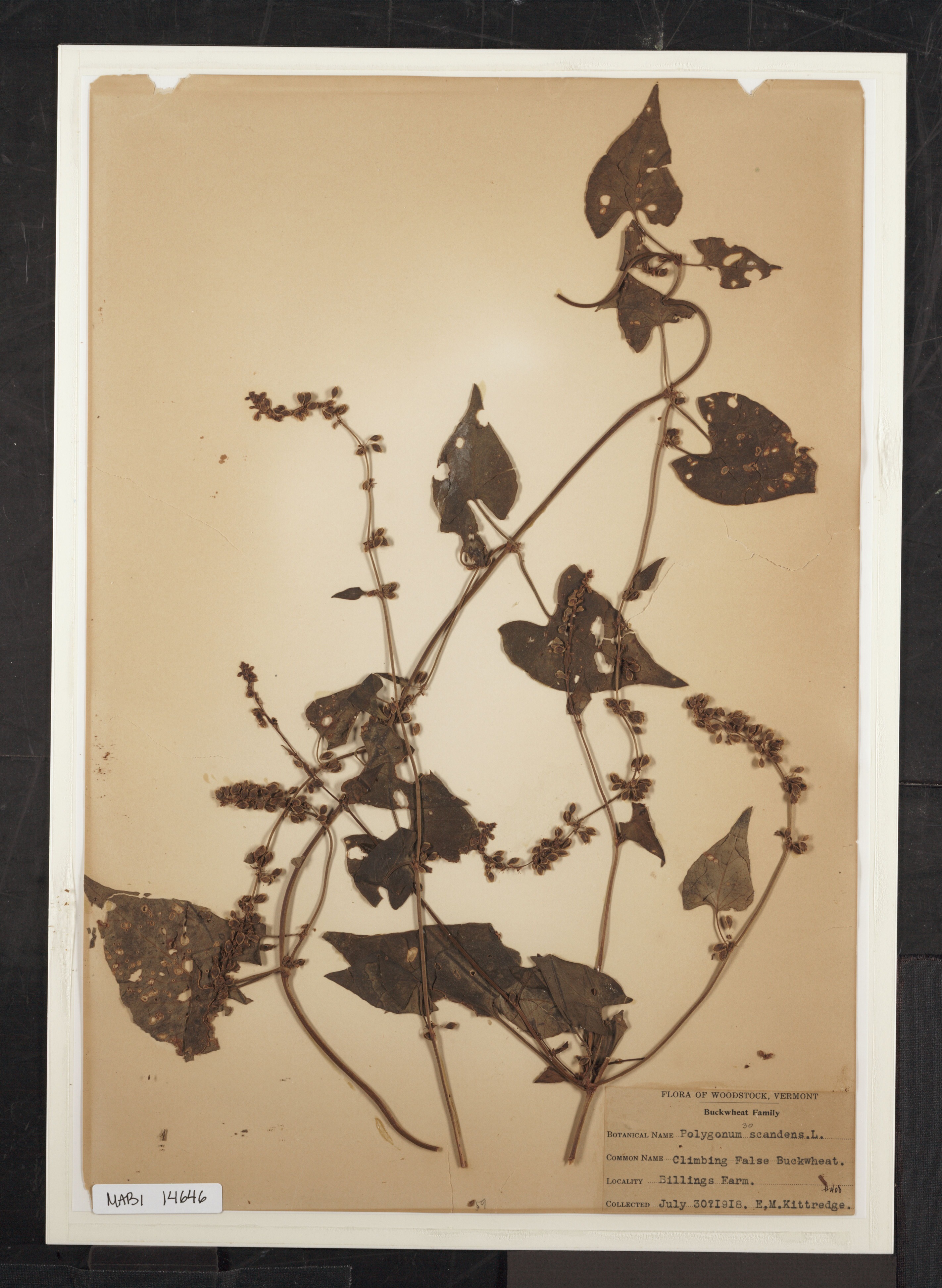 Preserved biological specimen on paper.