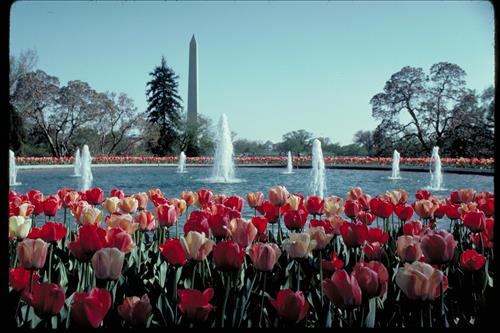 Washington Monument, Washington, D.C.
