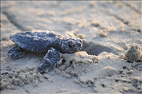 Kemp's Ridley sea turtle (Lepidochelys kempii), Padre Island National Seashore, 2015.. A Kemp's Ridley hatchling making its way home to the ocean.