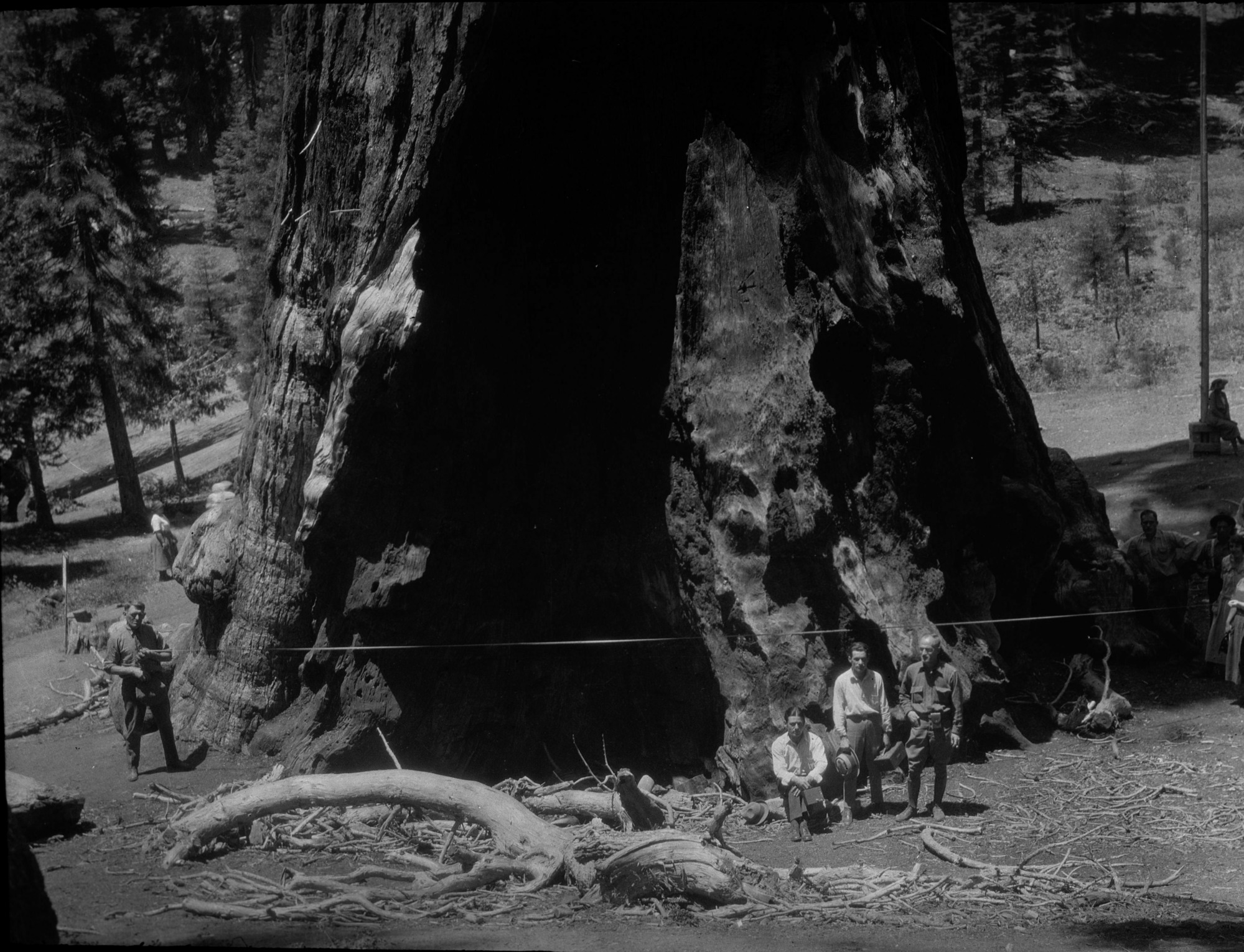 SEKI Roberts Collection Series: 2 Negatives; 13 Sequoias