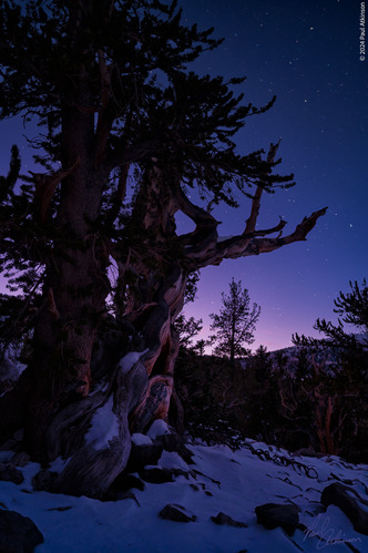 A color photo of a gnarled bristlecone pine standing tall in a snowpatch with a dusky twilight sky behind. The tree has two main trunks standing tall, twisted and gnarly. The tree dominates the image with its many branches, height, and boughs of needles. It stands out of snow, some covering its bottom. This tree stands in a grove of these, surrounded by others which are not a main focus of the photo. The sky above adds the final layer, a gradient from a purple/pink on the horizon to a deep, dark blue above. Nearly everywhere in the sky specks of white are visible, stars shining through the twilight.