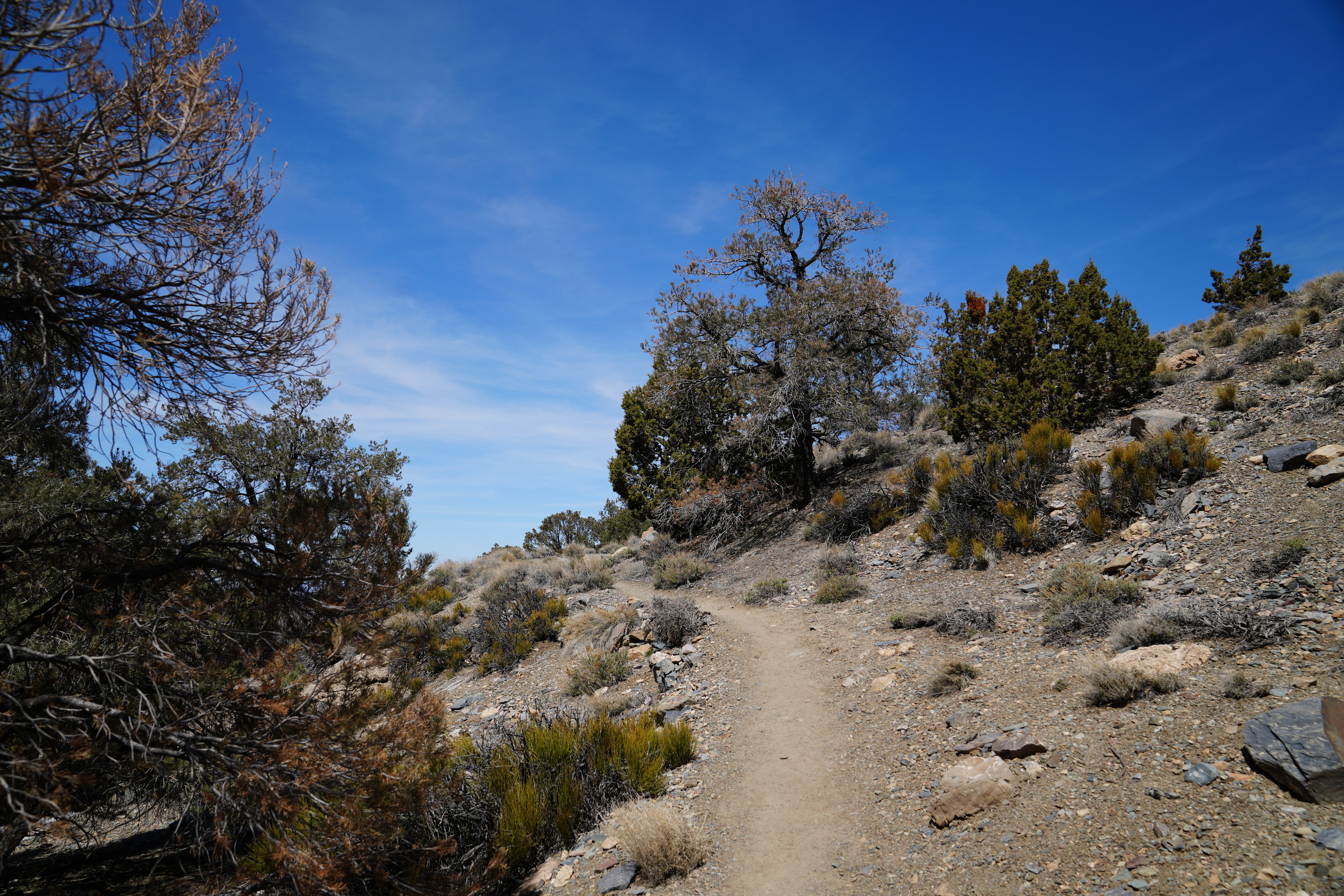 Wildrose Peak trail. A gravel social trail leads up and along a mountainside. Pinyon pines, shrubs and mid-sized rocks dot the landscape.