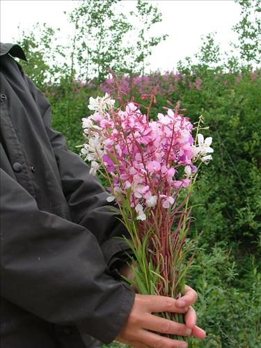 11 Yukon-Charley Rivers National Preserve Peregrine Falcon Survey July 2006