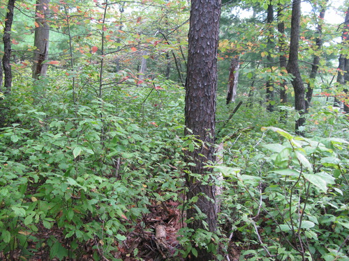 GRSM Accuracy Assessment. Plot Code: GRSM_AA_0601_3