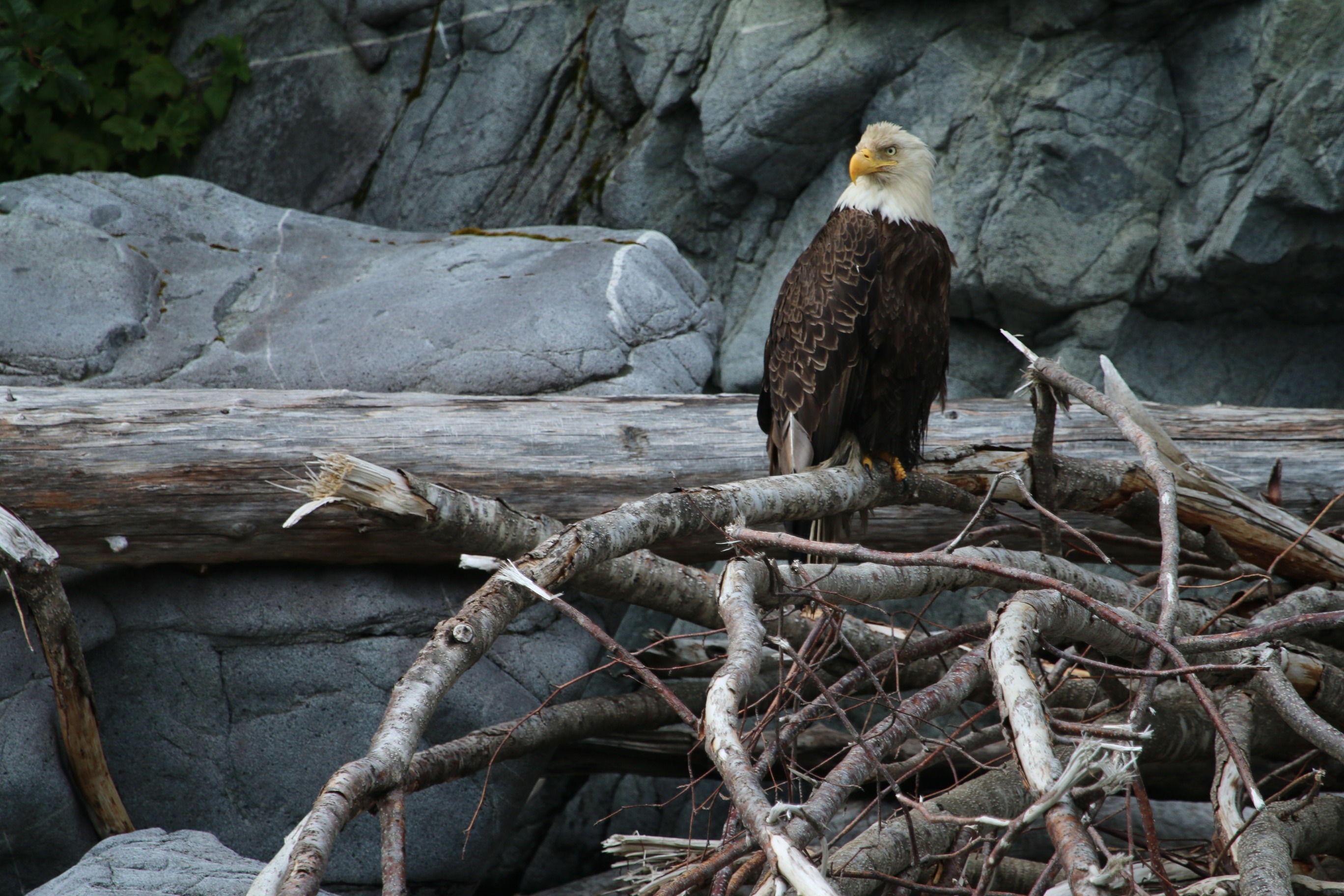 Bald Eagle