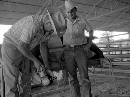 Two men wearing jeans, western shirts, and cowboy hats stand under an open-air structure. Next to them is a bull which is lying nearly horizontal on a raised, flat surface. One of the men is using a tool to groom the hooves.
