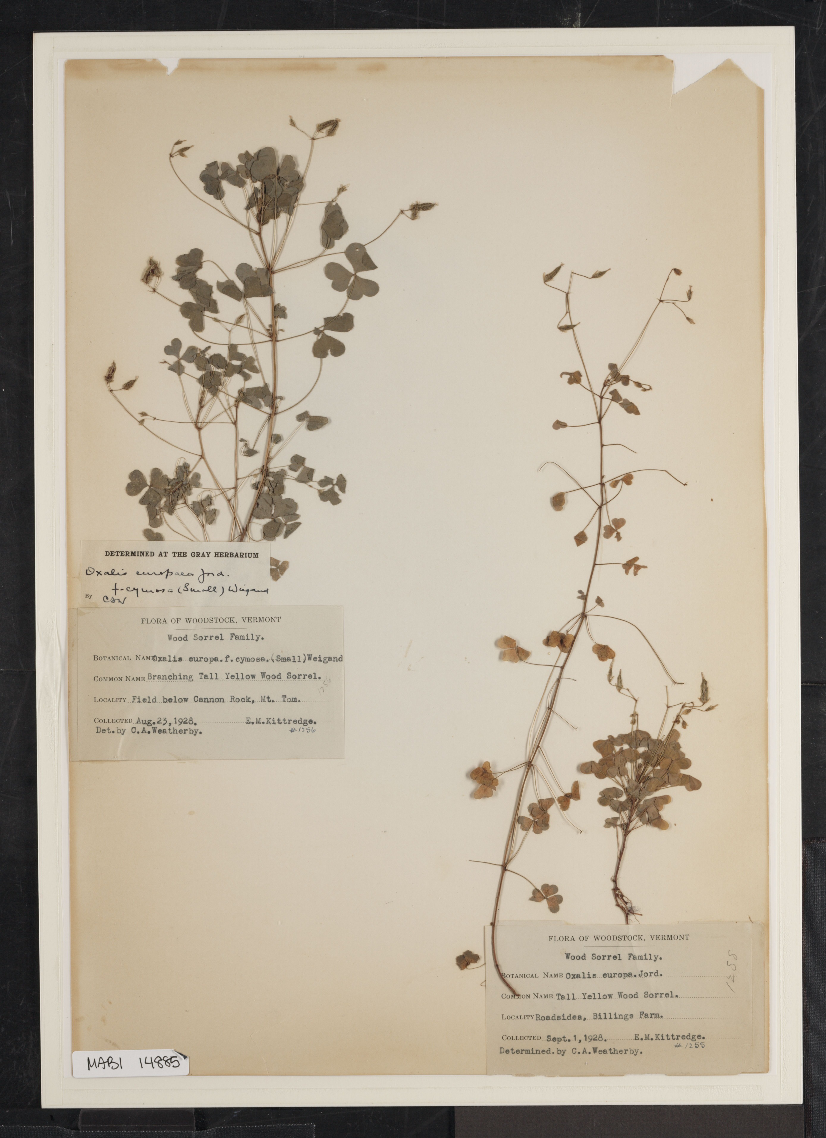 Preserved biological specimen on paper.