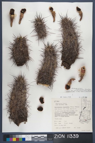 Herbarium Specimen Sheet 11339