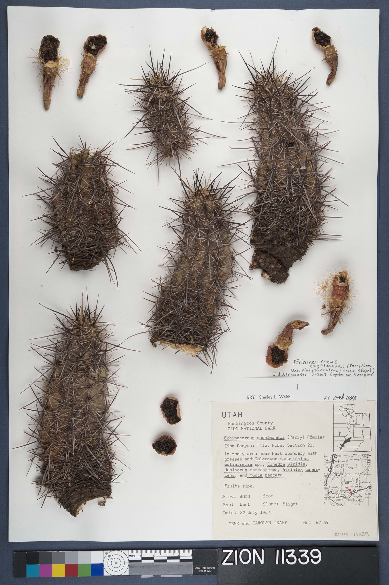 Herbarium Specimen Sheet 11339