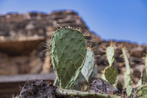 cactus on roof