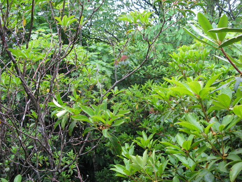 GRSM Accuracy Assessment. Plot Code: GRSM_AA_0884_5