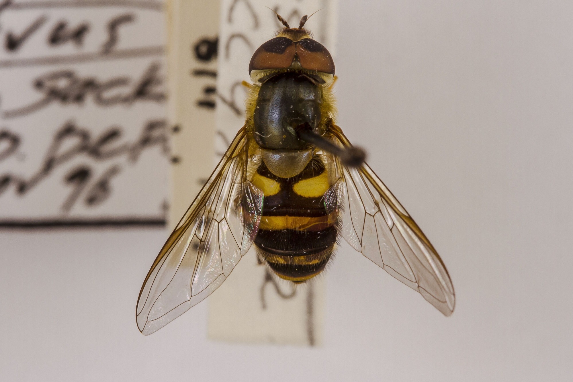 Image of Syrphus torvus, a species of Animalia