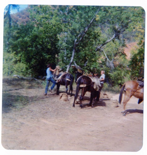 Horse pack-train heading for the East Rim for trail maintenance work.