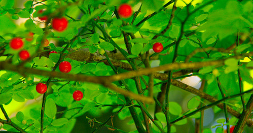 Red Huckleberry berries on a bush.