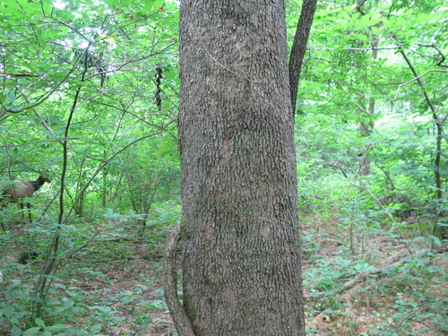 GRSM Accuracy Assessment. Plot Code: GRSM_AA_0866_3