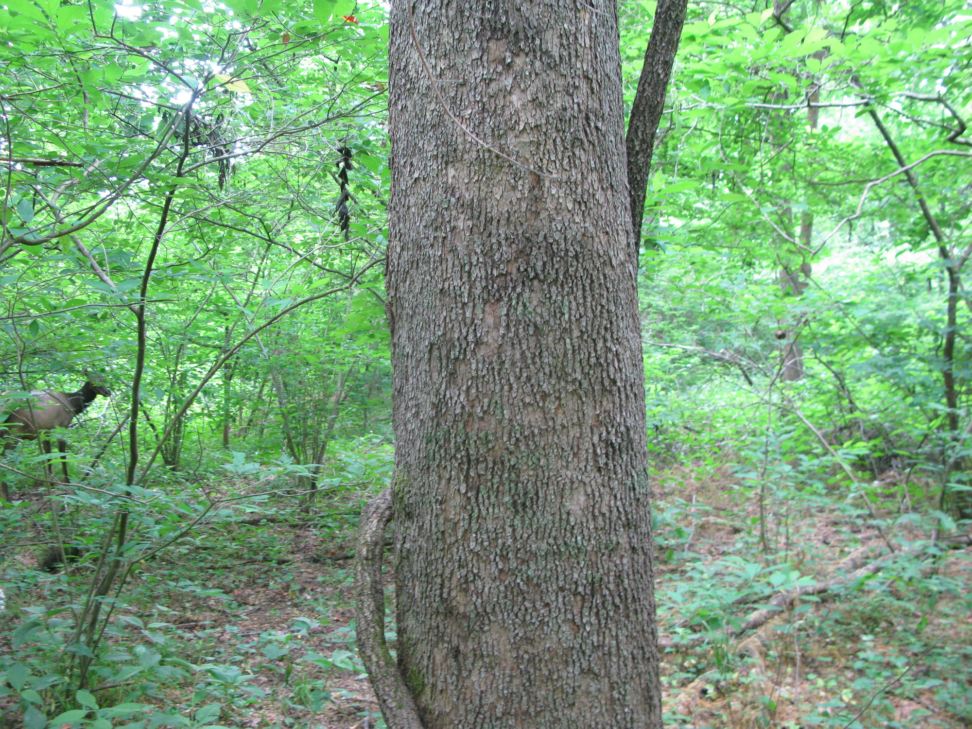 GRSM Accuracy Assessment. Plot Code: GRSM_AA_0866_3