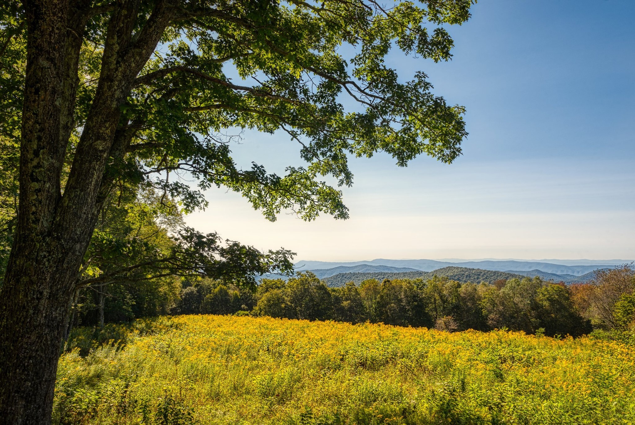 Bright yellow flowers, goldenrod, bloom in a field, with a view of mountains and valleys beyond.