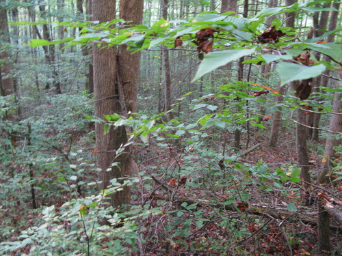 GRSM Accuracy Assessment. Plot Code: GRSM_AA_0289_6